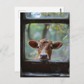 Neugierige Kuh durch ein Fenster schauen Postkarte (Vorne/Hinten)