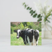Neugierige Kuh Nummer 52 sieht Postkarte an (Stehend Vorderseite)