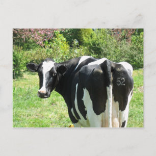 Neugierige Kuh Nummer 52 sieht Postkarte an