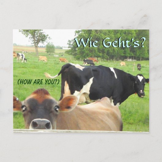 Neugierige Kuh! Pa Niederländisch! Lititz/Lancaste Postkarte (Vorderseite)