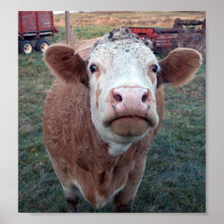 Neugierige Kuh Poster