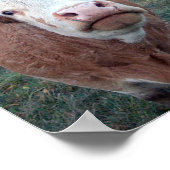 Neugierige Kuh Poster (Ecke)