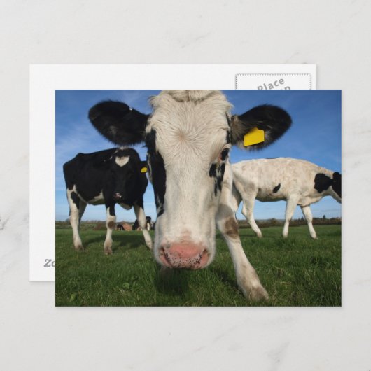 Neugierige Kuh Postkarte (Vorne/Hinten)