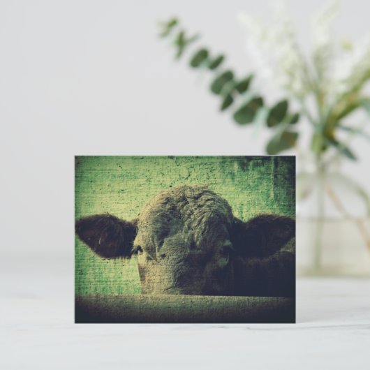 Neugierige Kuh Postkarte (Stehend Vorderseite)