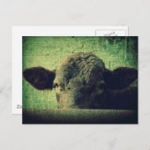 Neugierige Kuh Postkarte (Vorne/Hinten)