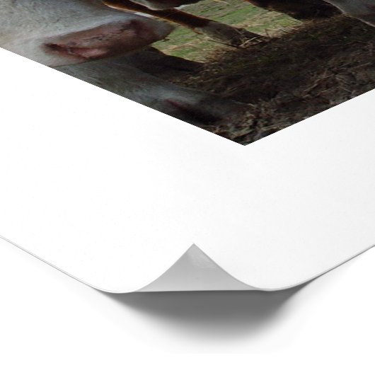 Neugierige Kühe 1 Poster (Ecke)