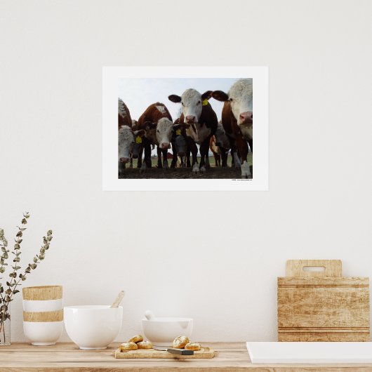 Neugierige Kühe 1 Poster (Küche)