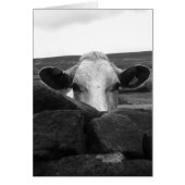 Neugierige Kuhkarte (Vorne)