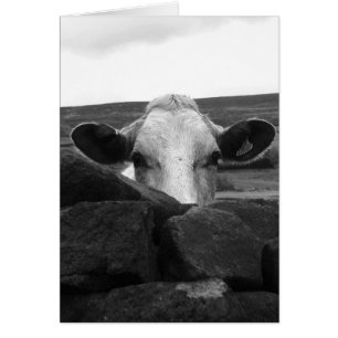 Neugierige Kuhkarte