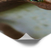 Neugierige Lizard Wall Art Poster (Ecke)