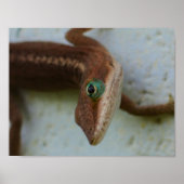 Neugierige Lizard Wall Art Poster (Vorne)