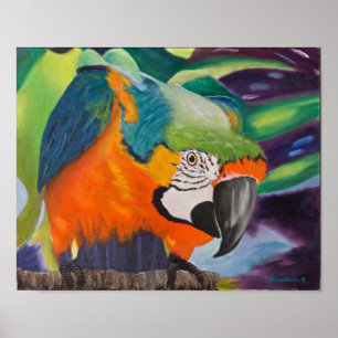 Neugierige Macaw Poster