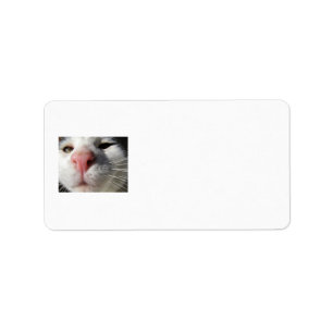 Neugierige Miezekatze Adressaufkleber
