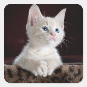 Neugierige Miezekatze Quadratischer Aufkleber