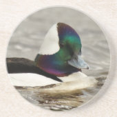 Neugierige Niedliche Bufflehead-Ente am Teich Getränkeuntersetzer (Vorne)
