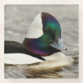 Neugierige Niedliche Bufflehead-Ente am Teich Glasuntersetzer (Vorderseite)