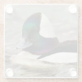 Neugierige Niedliche Bufflehead-Ente am Teich Glasuntersetzer (Rückseite)