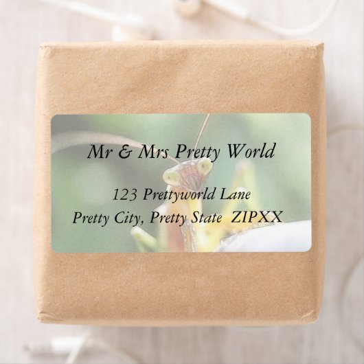 Neugierige Praying Mantis (Insitu)