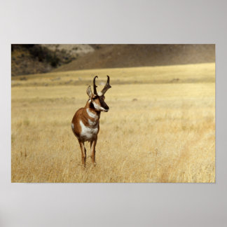 Neugierige Pronghorn Antelope Print Poster