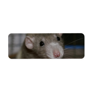 Neugierige Rat