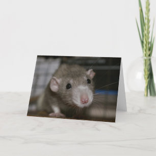 Neugierige Rat Karte