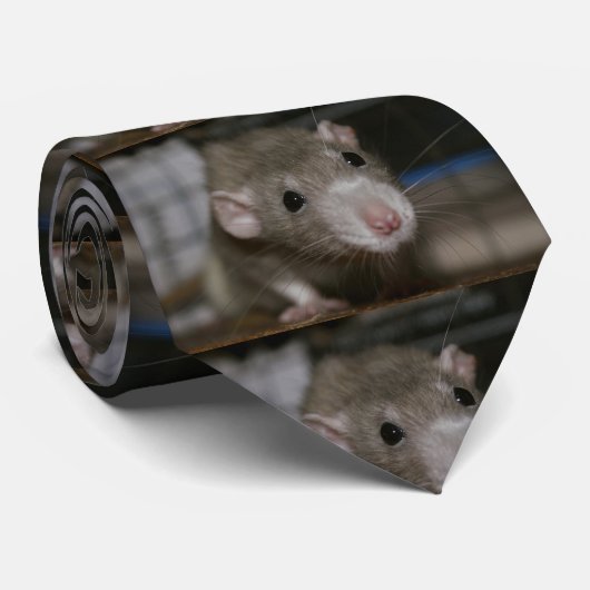 Neugierige Rat Krawatte (Gerollt)