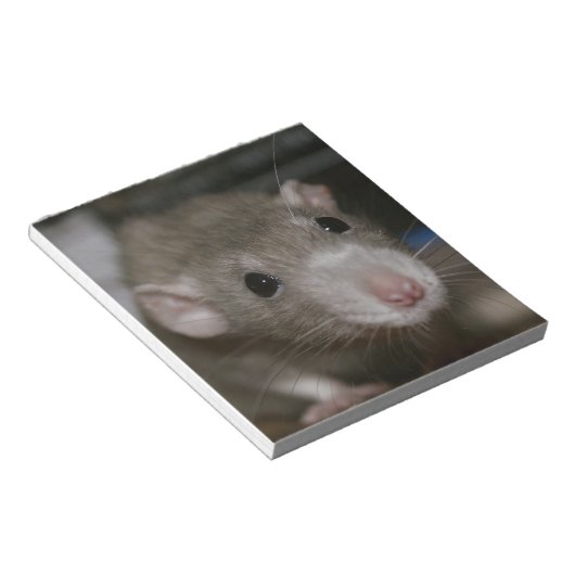 Neugierige Rat Notizblock (angewinkelt)