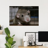 Neugierige Rat Poster (Heimbüro)