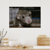 Neugierige Rat Poster (Küche)
