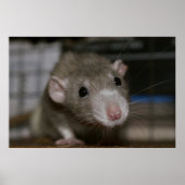 Neugierige Rat Poster (Vorne)