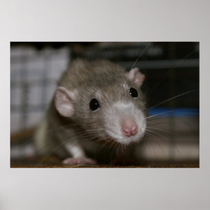 Neugierige Rat Poster