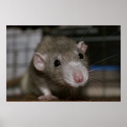 Neugierige Rat Poster (Vorne)