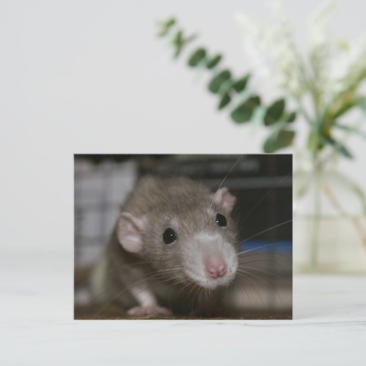 Neugierige Rat Postkarte (Stehend Vorderseite)