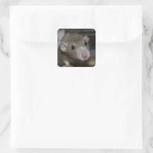Neugierige Rat Quadratischer Aufkleber (Tasche)