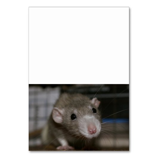 Neugierige Rat Tischnummer (Vorderseite)