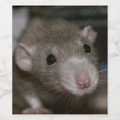 Neugierige Rat Weinetikett (Einzelnes Label)