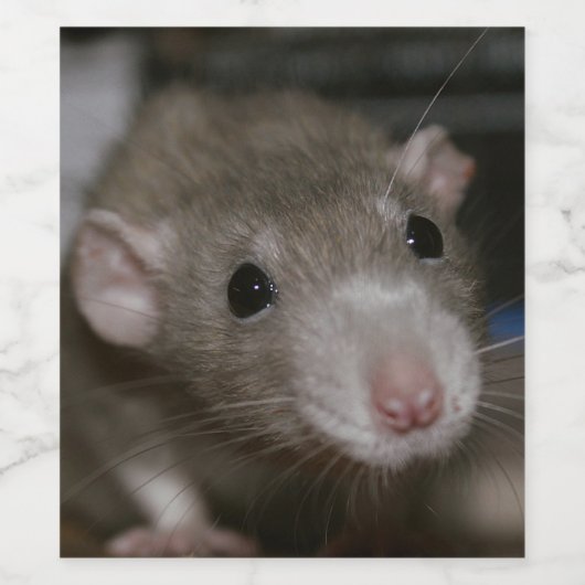 Neugierige Rat Weinetikett (Einzelnes Label)