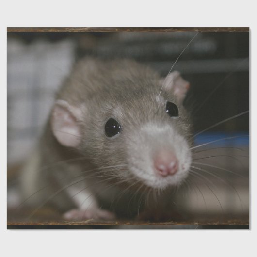 Neugierige Ratte Geschenkpapier (Flach)