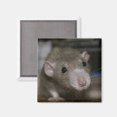 Neugierige Ratte Magnet (Vorderseite/Rückseite)