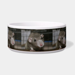 Neugierige Ratte Napf