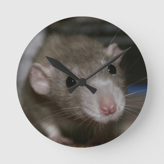 Neugierige Ratte Runde Wanduhr (Vorderseite)