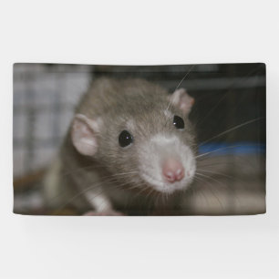 Neugierige Ratten Banner