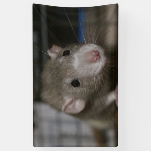 Neugierige Ratten Banner (Vertikal)