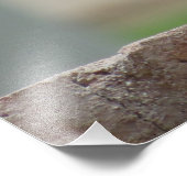 Neugierige Red Finch Fotodruck (Ecke)