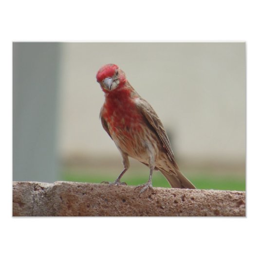 Neugierige Red Finch Fotodruck (Vorne)