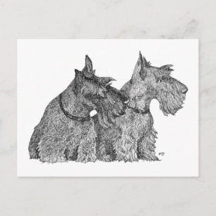 Neugierige Scottish Terrier Pen-&-Tusche-Skizze Postkarte