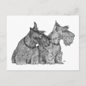Neugierige Scottish Terriers Pen & Ink Sketch Postkarte (Vorderseite)