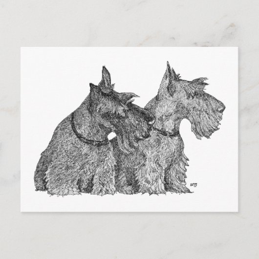 Neugierige Scottish Terriers Pen & Ink Sketch Postkarte (Vorderseite)