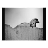 Neugierige Taube Fotodruck (Vorne)