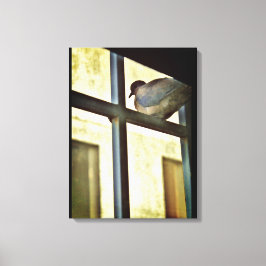 Neugierige Taube Leinwanddruck